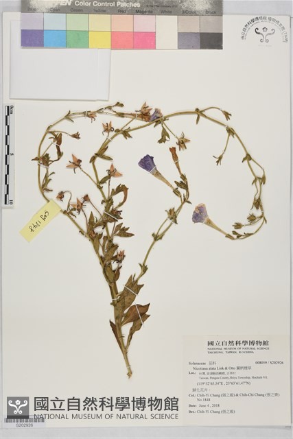 翼柄煙草藏品圖，第1張