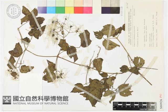 串鼻龍藏品圖，第1張