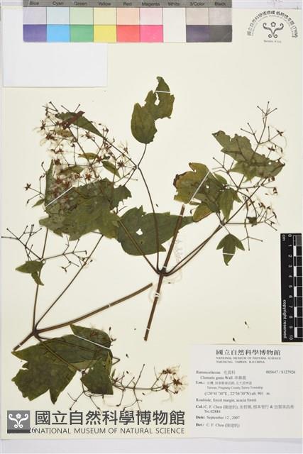 串鼻龍藏品圖，第1張