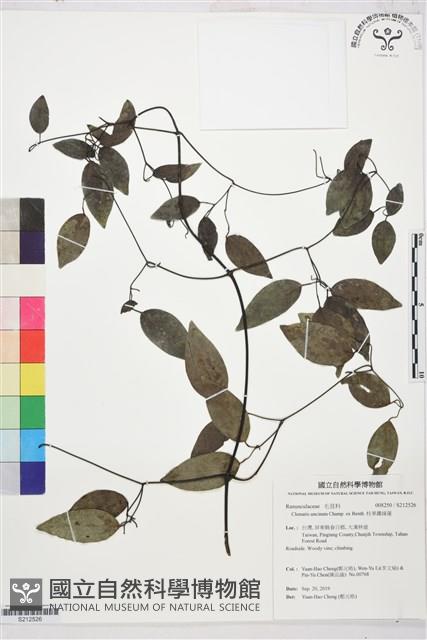 柱果鐵線蓮藏品圖，第1張