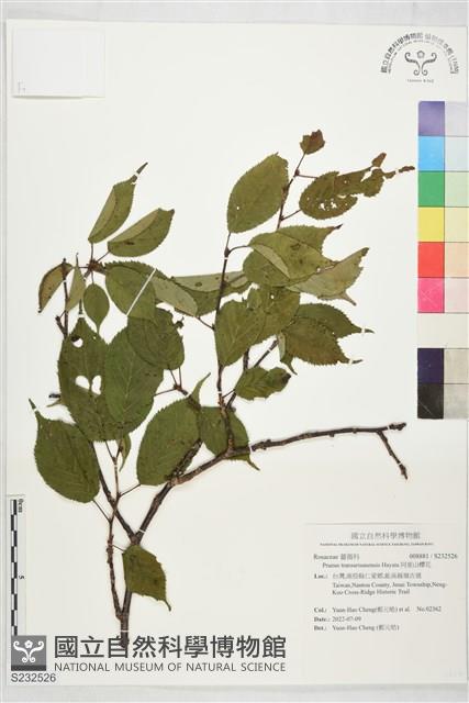 阿里山櫻花藏品圖，第1張