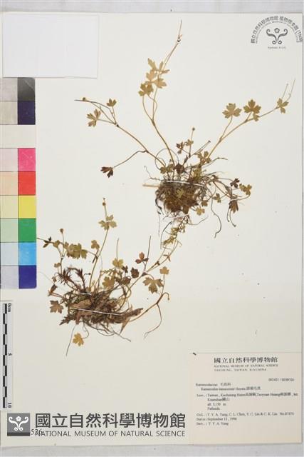 鹿場毛茛藏品圖，第1張