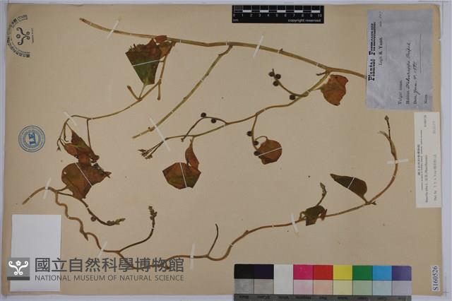 落葵藏品圖，第1張