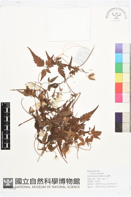 甘川鐵線蓮藏品圖，第1張