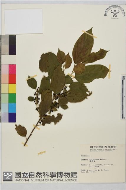 桶鉤藤藏品圖，第2張