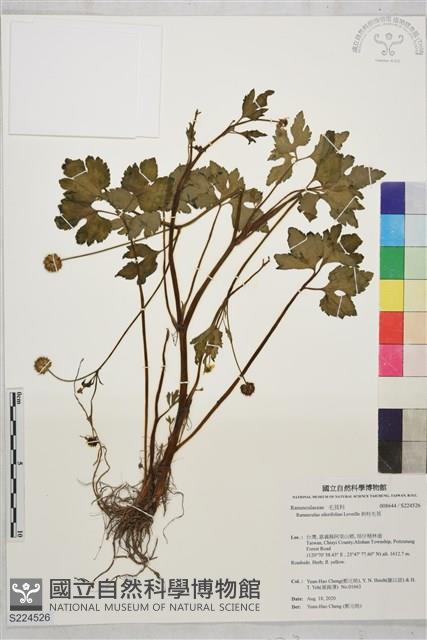 鉤柱毛茛藏品圖，第1張