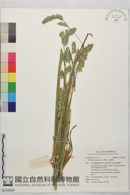 鴨茅、果園草藏品圖，第1張