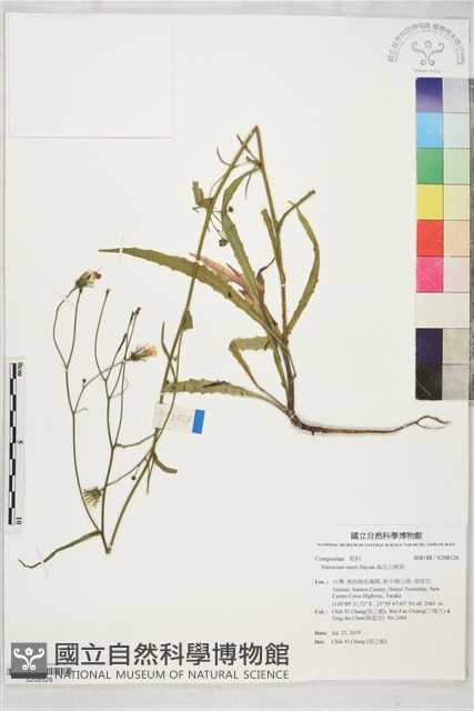 森氏山柳菊藏品圖，第1張