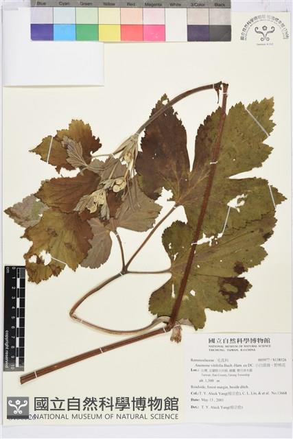 小白頭翁、野棉花藏品圖，第1張