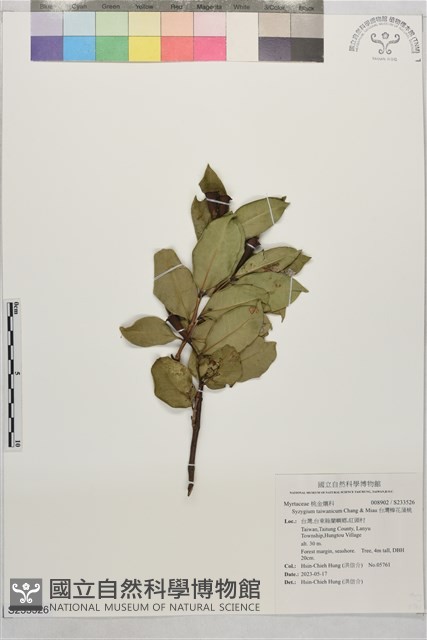 台灣棒花蒲桃藏品圖，第1張