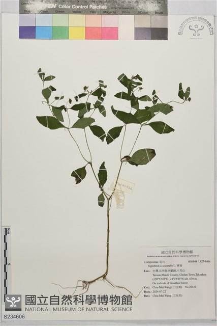 豨薟藏品圖，第1張