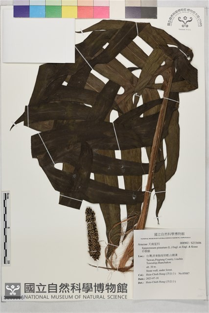 拎樹藤藏品圖，第1張