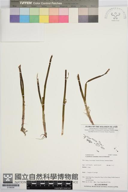 圓葉水絲草藏品圖，第1張