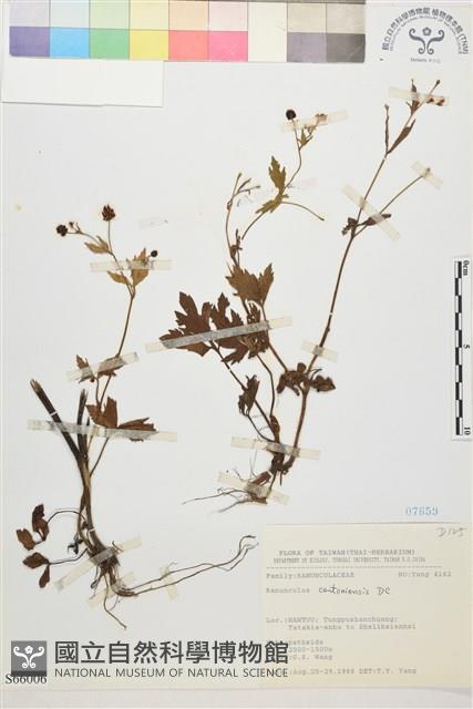 水辣菜、禺毛茛藏品圖，第1張