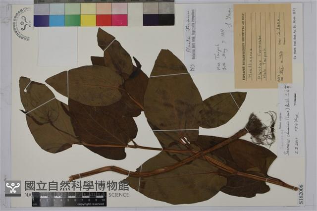 三白草藏品圖，第1張