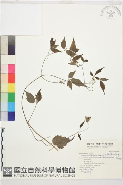 巴氏鐵線蓮藏品圖，第2張