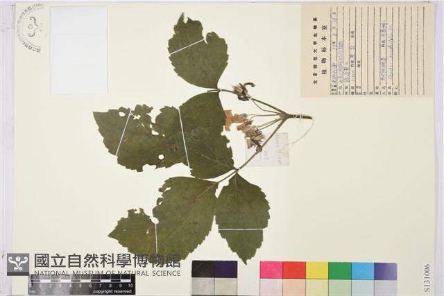 大葉鐵線蓮藏品圖，第1張