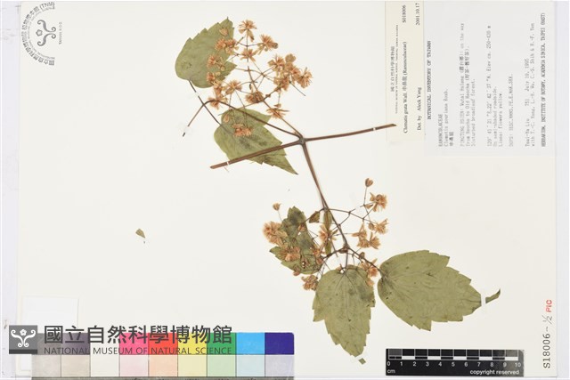串鼻龍藏品圖，第1張