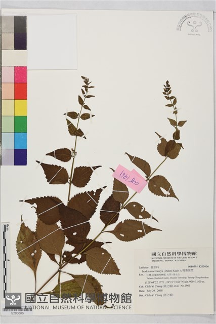 大萼香茶菜藏品圖，第1張