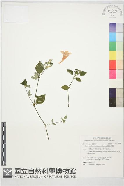 蘭嵌馬藍藏品圖，第1張