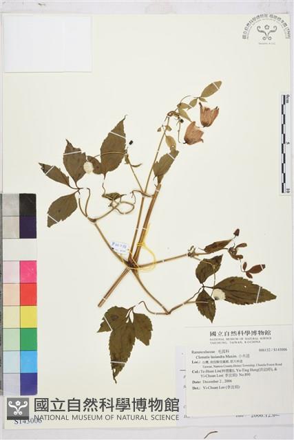 小木通藏品圖，第1張