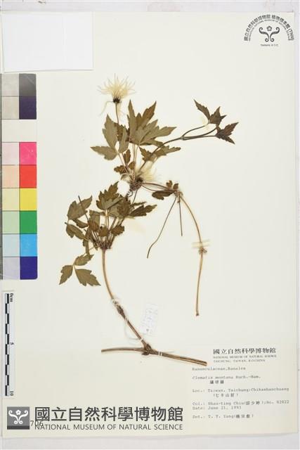 繡球藤藏品圖，第1張