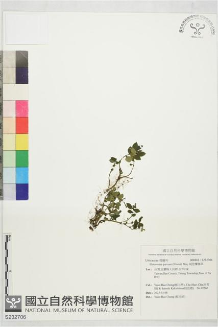絨莖樓梯草藏品圖，第1張
