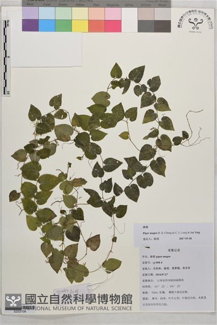 麻根藏品圖，第1張