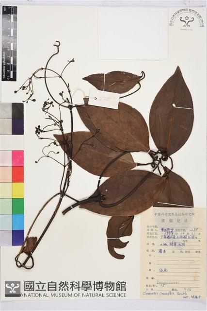 厚葉鐵線蓮藏品圖，第1張
