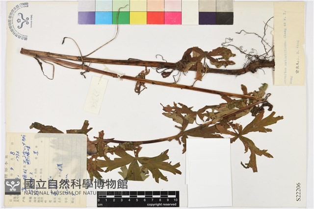 垂花烏頭藏品圖，第1張