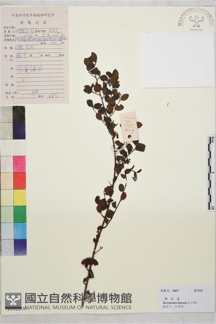 小葉黃鱔藤藏品圖，第1張