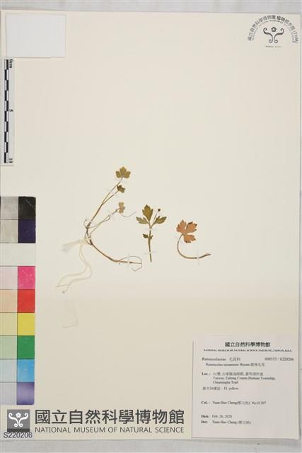 鹿場毛茛藏品圖，第1張