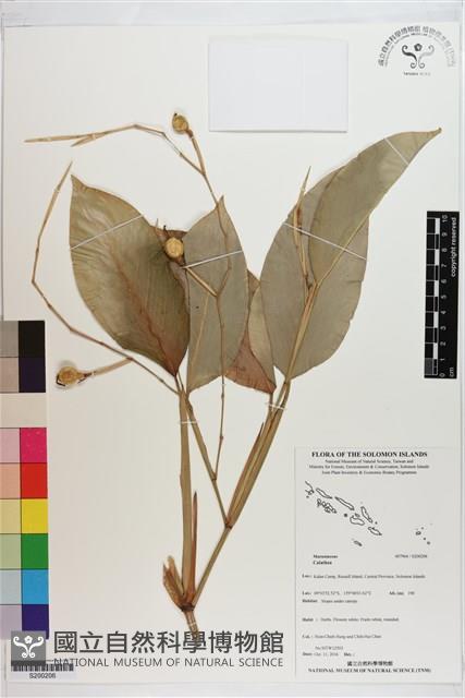 登錄號:S200206藏品圖，第1張