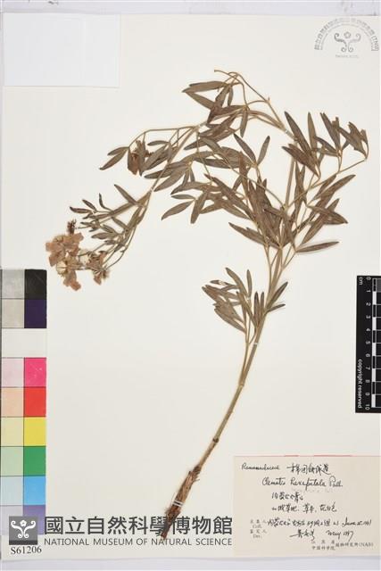 棉團鐵線蓮藏品圖，第1張