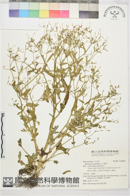 石龍芮藏品圖，第1張