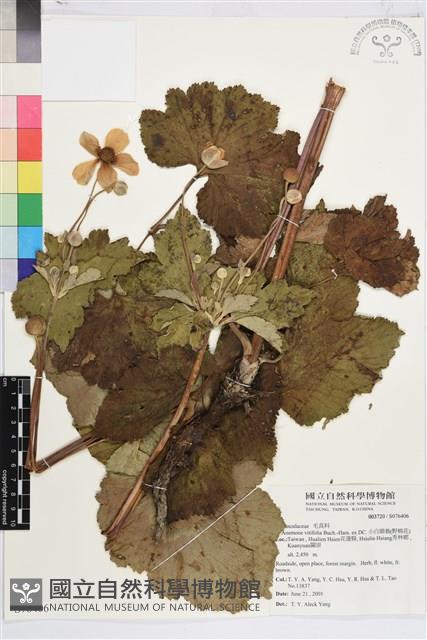 小白頭翁、野棉花藏品圖，第1張