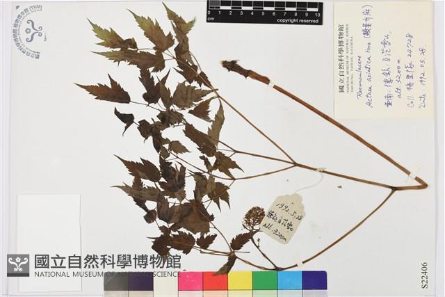 類葉升麻藏品圖，第1張