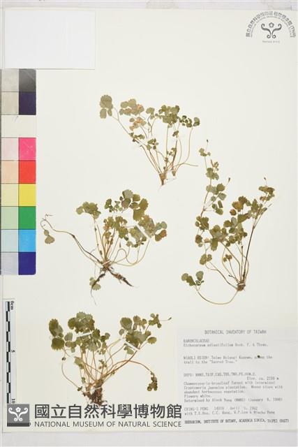 鐵線蕨葉人字果、臺灣人字果藏品圖，第1張