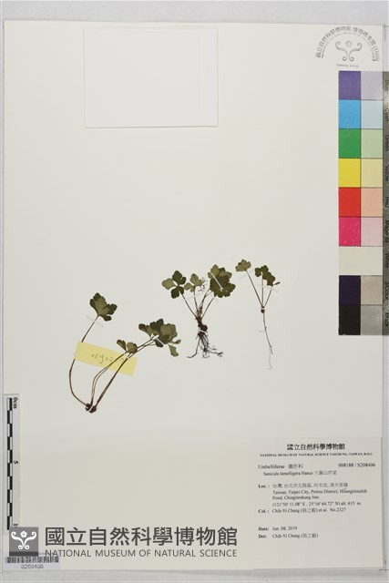 三葉山芹菜藏品圖，第1張