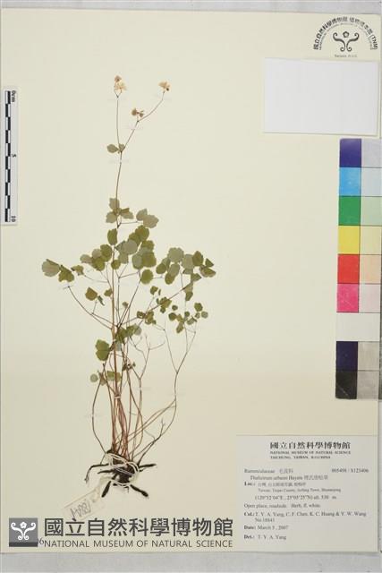 傅氏唐松草藏品圖，第1張