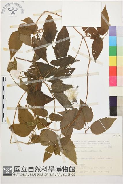 銹毛鐵線蓮藏品圖，第1張