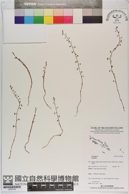 登錄號:S200106藏品圖，第1張