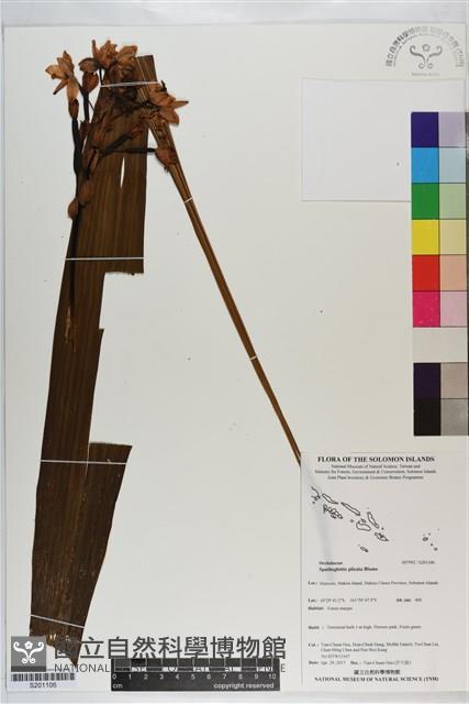 紫苞舌蘭、紫蘭藏品圖，第1張