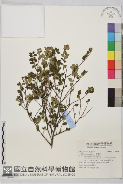 小葉鐵仔藏品圖，第1張