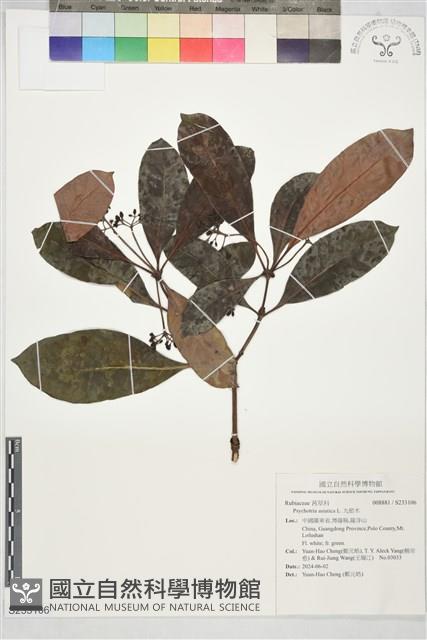 九節木藏品圖，第1張