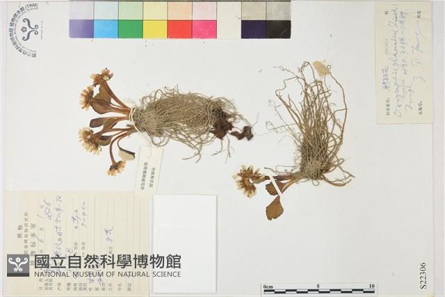 鴉跖花藏品圖，第1張