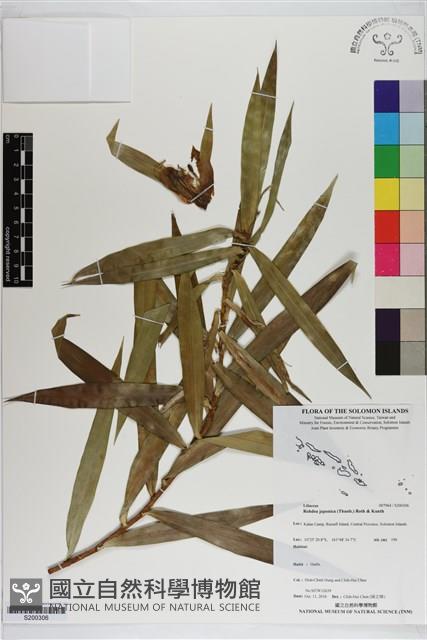 萬年青藏品圖，第1張