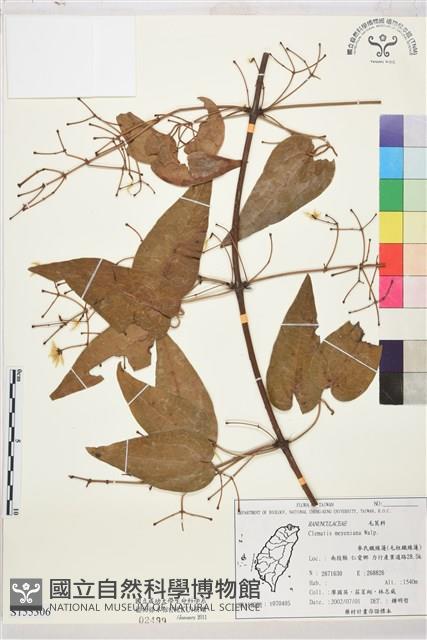 麥氏鐵線蓮藏品圖，第1張