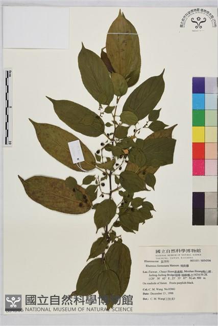 桶鉤藤藏品圖，第1張