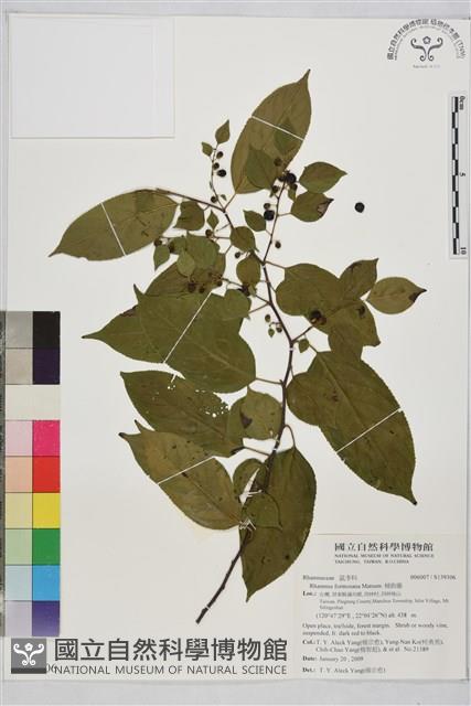 桶鉤藤藏品圖，第1張